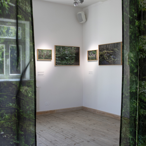Wnętrze galerii z fotografiami lasu na białych ścianach, widziane przez półprzezroczyste zasłony imitujące leśne drzewa.